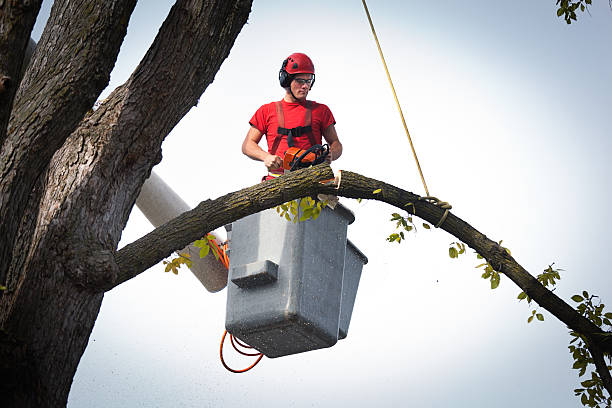 Tree Service Company in Citrus Heights, CA